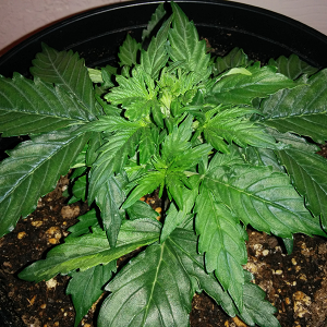 Northern Lights Auto Day 19 - #1 Pic 2