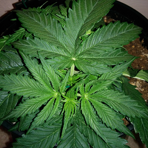 Northern Lights Auto Day 19 - #2 Pic 1