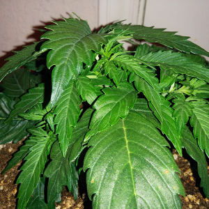 Northern Lights Auto Day 19 - #2 Pic 2