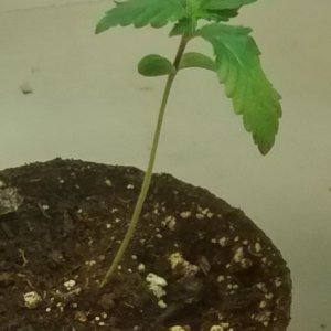 royal dwarf grow 2015