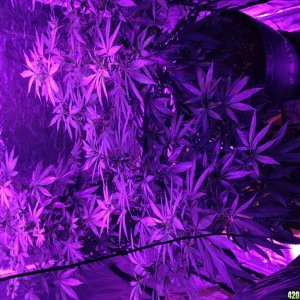 Method Seven LED Grow Glasses