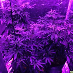 Method Seven LED Grow Glasses