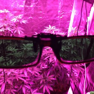 Method Seven LED Grow Glasses