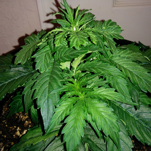 Northern Lights Auto Day 21 - #1 Pic 2