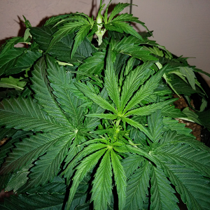 Northern Lights Auto Day 21 - #2 Pic 2