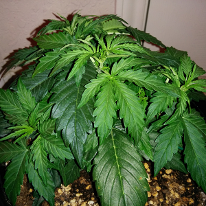 Northern Lights Auto Day 21 - #2 Pic 3