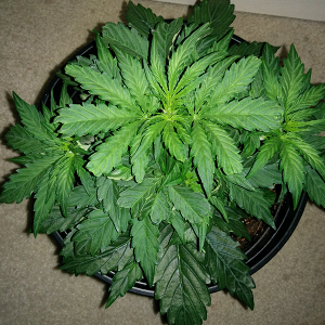 Northern Lights Auto Day 23 - #1 Pic 1