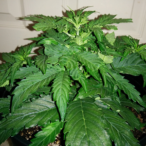 Northern Lights Auto Day 23 - #1 Pic 4