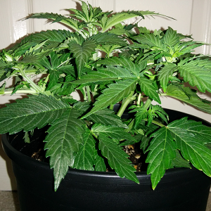 Short Rider Auto Day 25 Pic 3