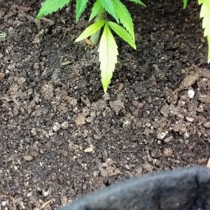 seed sprouting in the cannabis pots