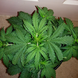 Northern Lights Auto Day 25 - #1 Pic 1