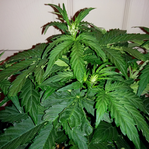 Northern Lights Auto Day 25 - #1 Pic 2