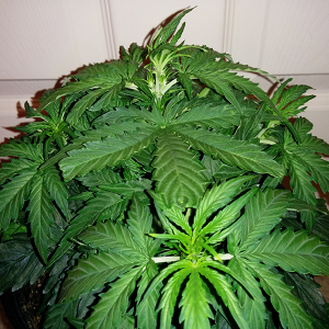 Northern Lights Auto Day 25 - #1 Pic 3