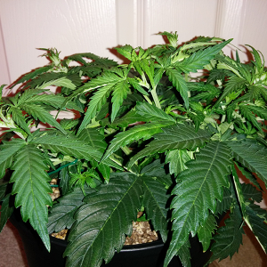 Northern Lights Auto Day 25 - #2 Pic 2