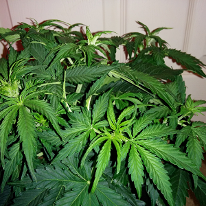 Northern Lights Auto Day 25 - #2 Pic 3