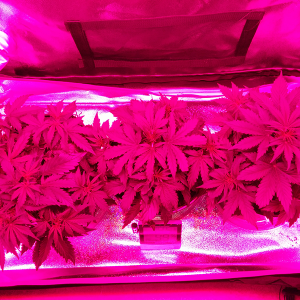 Day 27 SR - Day 25 NL