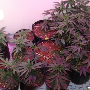 Veg room 5-25