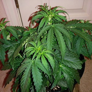 Northern Lights Auto Day 27 - #1 - Pic 2