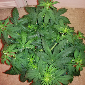 Northern Lights Auto Day 27 - #2 - Pic 1