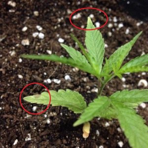 Yellowing tips