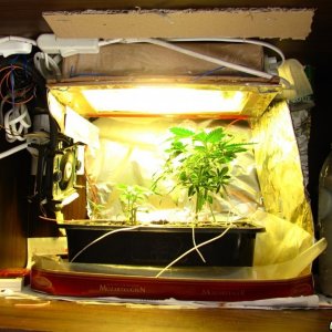 Micro closet grow