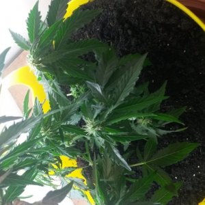 week 7 of autoflower autobomb from green housr seed co