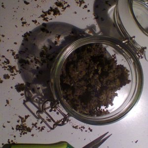 Auto BlackBerry Kush jar