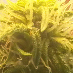 autobomb greenhouseseeds co