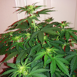 Short Rider Auto Day 33 Pic 2