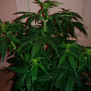 Northern Lights Auto Day 31 - #1 - Pic 2