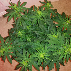 Northern Lights Auto Day 31 - #2 - Pic 1