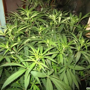 jungle_at_35_002