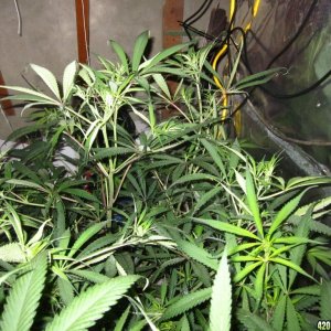 jungle_at_35_003