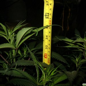 jungle_at_35_007