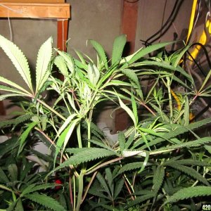 jungle_at_35_008