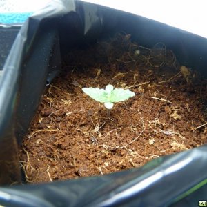 2015 Auto grow