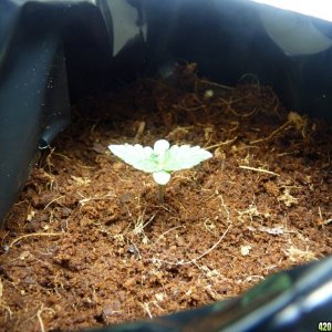 2015 Auto grow