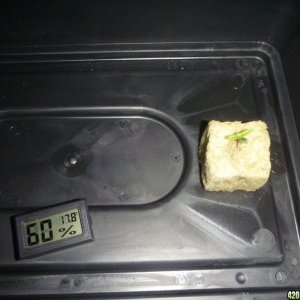 Heavyweight Fruit punch germination