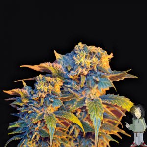 vip-colombian-sweet-feminised-seeds_500