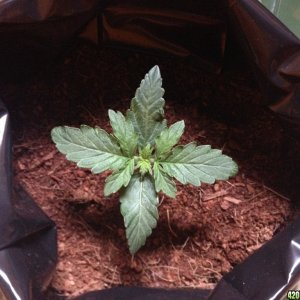 2015 Grow Budha Magnum Auto