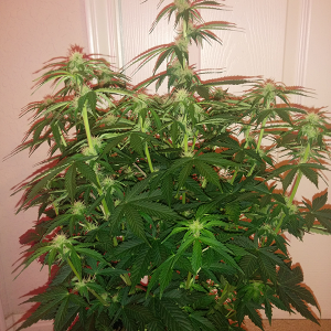 Short Rider Auto Day 42 Pic 2