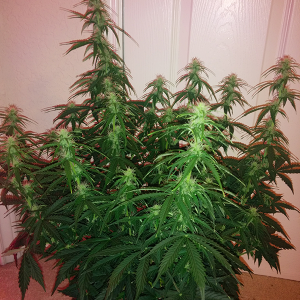 Northern Lights Auto Day 40 - #2 - Pic 2