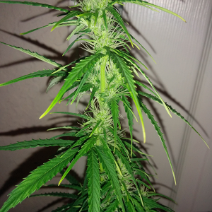 Northern Lights Auto Day 40 - #2 - Pic 3