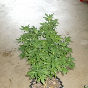 Cloning White Widow