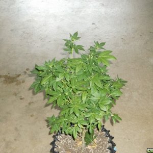 Cloning White Widow