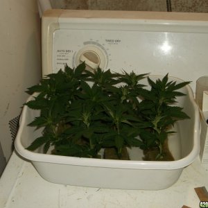 Cloning White Widow