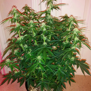 Short Rider Auto Day 45 Pic 2