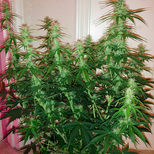 Northern Lights Auto Day 43 - #2 - Pic 2