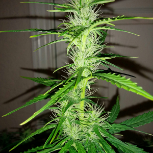 Northern Lights Auto Day 43 - #2 - Pic 3