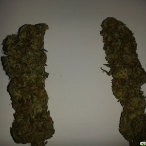 dried_buds1